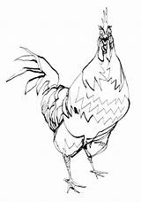 Rooster Coloring Drawing Cartoon Fight Clipart Line Getdrawings Face Library sketch template