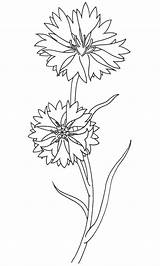 Cornflowers Cornflower Calendula Kornblume Ideensammlung Zeichnung Blumen Ausmalen Kolorowanki Yandex sketch template