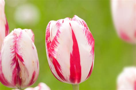 wallpaper white pink tulips peakpx