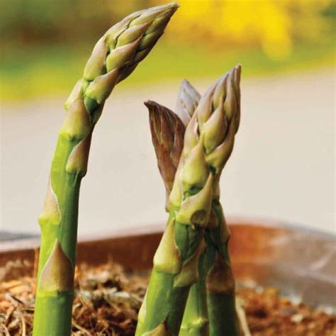 asparagus seeds namdeo umaji agritech india pvt  mumbai