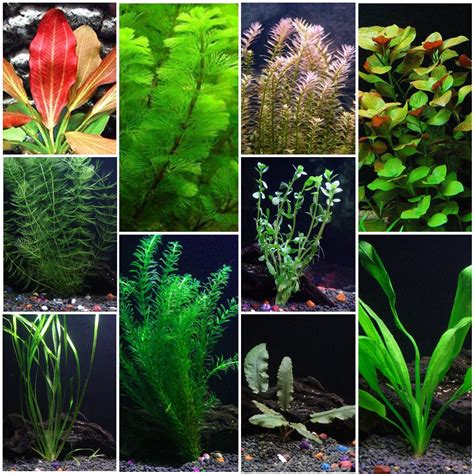 types  aquatic plants ubicaciondepersonascdmxgobmx