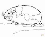 Lemming Coloring Rodent Arctic Pages Printable Ox Musk Drawing Jerboa Color Desert Getcolorings sketch template