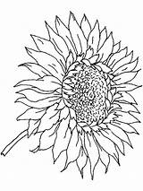 Sunflower Coloring Pages Adults Printable Dementia Adult Skull Simple Book Color Flower Print Getdrawings Butterfly Getcolorings Template Choose Board sketch template