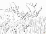 Moose Coloring Pages Alaska Printable Animals Christmas Elk Kids Deer Color Print Adult Drawing Wild Cool Colouring Adults Bull Sheets sketch template