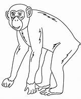 Colouring Chimpanzee Animals Coloring Drawing Animal Kids Pages Template Drawings Color Templates Print Getcolorings Printable Paintingvalley sketch template
