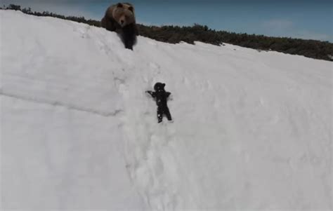 bear drone video epic struggle  climb  snowy mountain star mag