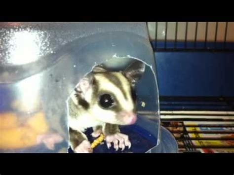 sugar glider eating meal worms youtube