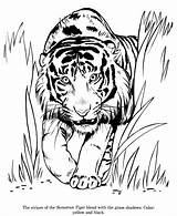 Zoo Colouring Honkingdonkey Sumatran sketch template