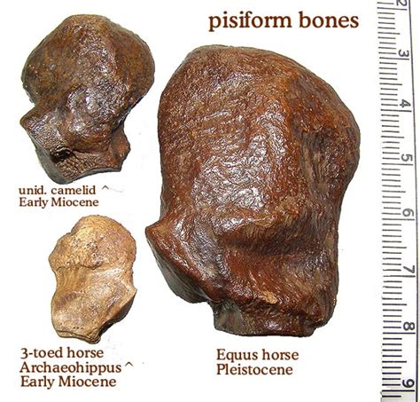 pisiform bones members gallery  fossil forum