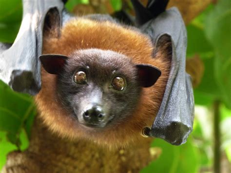 gordongricecom flying foxes