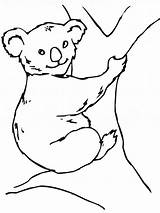 Koala Coloring Pages Kids Bear Printable sketch template