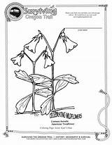 Trail Coloring Oregon Pages Getcolorings Color sketch template