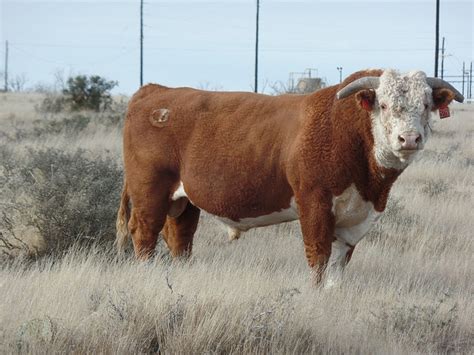 Breeding Soundness Of Bulls Why Is The Bull So Important In Breeding