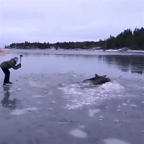 dumpert eland gered uit bevroren meer door schaatsers  zweden