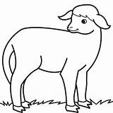 Sheep Coloring Drawing Lamb Pages Baby Clipart Kids Line Animals Cliparts Drawings Pet Animal Clip Children Sheets Book Print Draw sketch template
