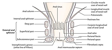 easy notes on 【anal canal】learn in just 4 minutes earth