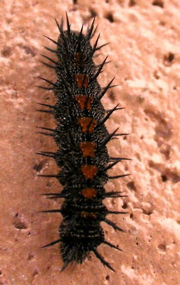 black and red caterpillar nymphalis antiopa bugguide