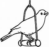 Coloring Pages Bird Pet Canary Color sketch template