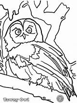 Owl Tawny Barnowltrust sketch template