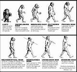 Lucy Australopiteco Evoluzione Primaria Humana Scuola Evolución Mono Humano Darwin Umana Human Dibujos Storia Ser Teoria Explicar sketch template