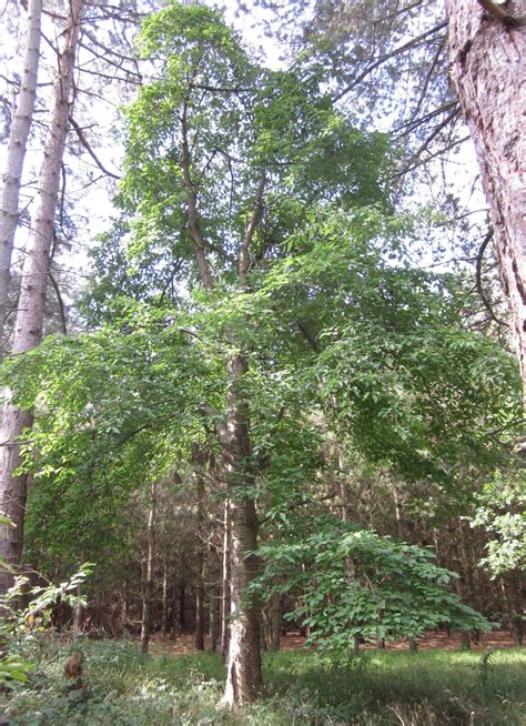 cherry tree guide uk wild cherry tree identification