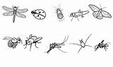 Insectos Colorear Conmishijos Luciernaga Luciernagas Mariposas Bugs Moscas Mosquitos Aprenden sketch template