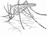 Mosquito Zanzara Colorare Realistic Realista Disegno Zancudo Ausmalbild Saugt Muecke Blut Moustiques Realistica Ausmalbilder sketch template