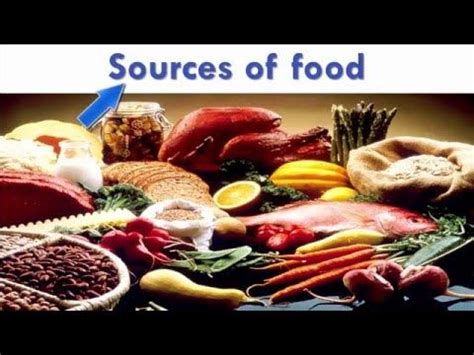 sources  food sources  food  standard science biology cbse