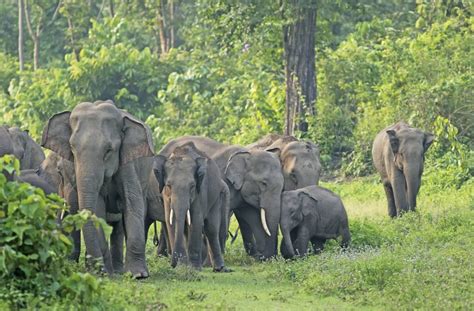human elephant conflict management in the karbi hills of assam