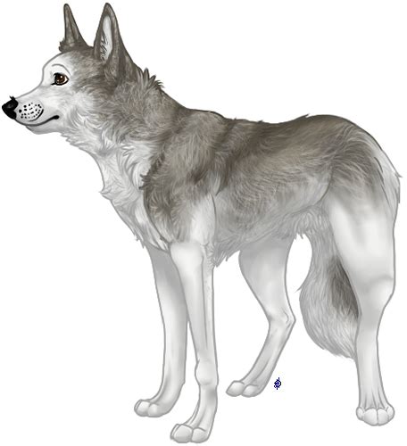 saarloos wolfhound by half breed on deviantart
