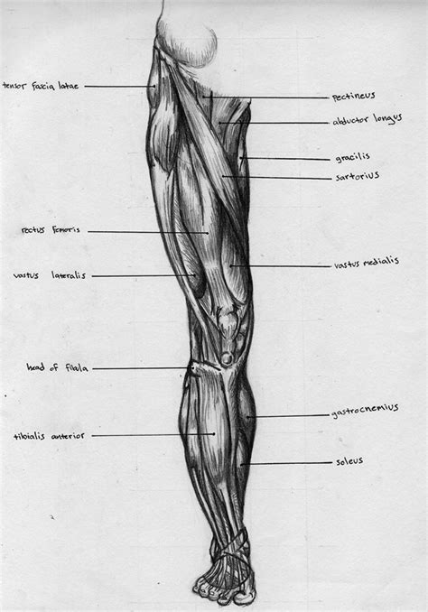 leg front muscle chart  badfish  deviantart