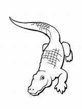 Alligator Coloring Pages Printable Kids Gif sketch template