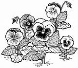 Pansy Pansies Carnation Bestcoloringpagesforkids Forearm sketch template