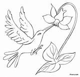 Flowers Birds Bird Flower Coloring Drawing Pages Pencil Rainforest Paradise Drawings Easy Kids Pitara Transparent Printable Color Sketches Terrific Beautiful sketch template