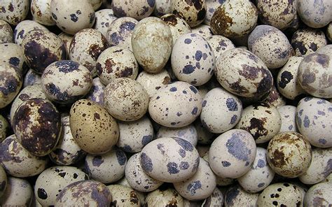 staggering health benefits  quail eggs health cautions