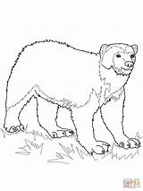 Wolverine Coloring Pages Animal Ausmalbilder Drawing Printable sketch template