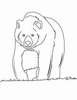 Oso Urso Pardo Hellokids Sauvages Halaman Beruang Grizzli épinglé Haiwan Selva Mewarna Kertas Selvagens Visit Querer Pintarcolorear Cetak Boleh sketch template