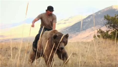 Video This Man Walks And Rides A 900 Lb Grizzly Bear Through The