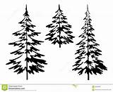 Pine Tree Outline Trees Drawing Fir Clipart Forest Simple Coloring Drawings Silhouette Background Douglas Svg Pines Line Sketch Logo Redwood sketch template