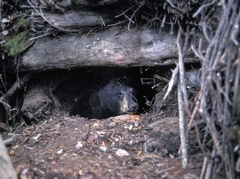 black bears in missouri missouri s natural heritage washington