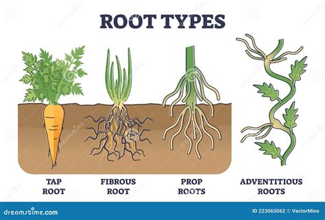 root types examples  soil  side view  biological outline diagram vector illustration