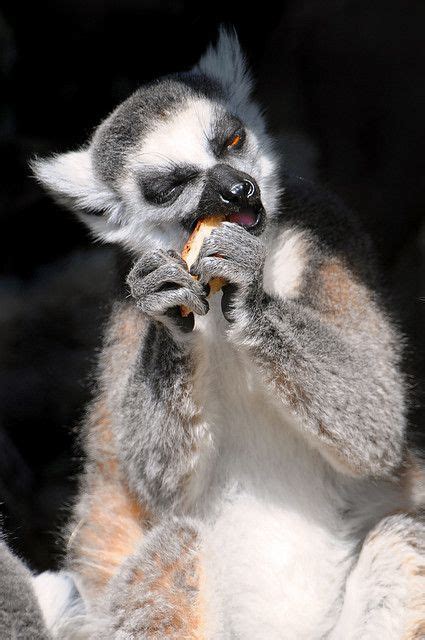 money   bread   hard lemur animal groups animals