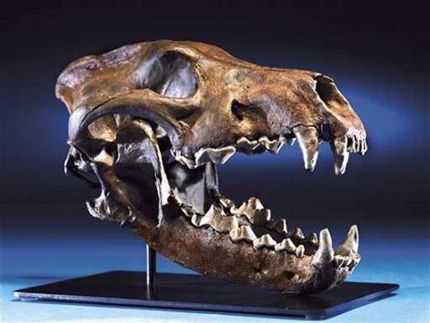 extremely rare giant dire wolf skull   rancho