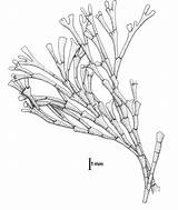 Red Algae Drawing South Seaweeds African Getdrawings Corymbosa sketch template