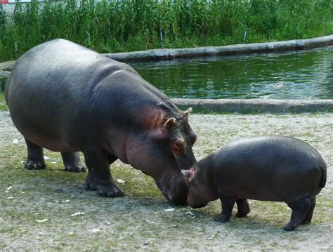 filemother hippo  baby hippojpg