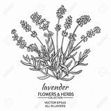 Lavender Vector Illustration Drawing Plant Background Flowers Lavanda Clip Bouquet Line Clipart Frame Illustrations Getdrawings Stock Tea Graphicriver Royalty Drawings sketch template