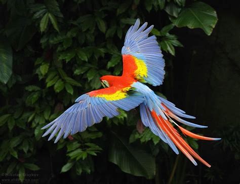 life  entertainment scarlet macaw beautiful parrot