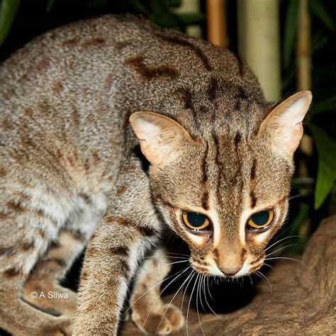 rusty spotted cat international society  endangered cats isec canada