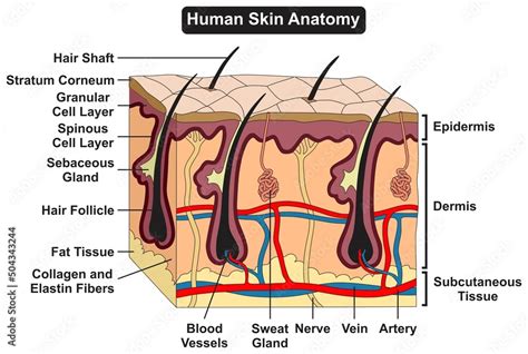 human skin anatomy structure  parts infographic diagram epidermis