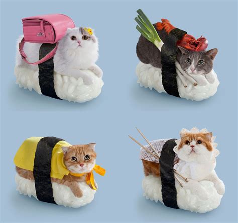 sushi cats whats  japan whats  sushi cat cats cute